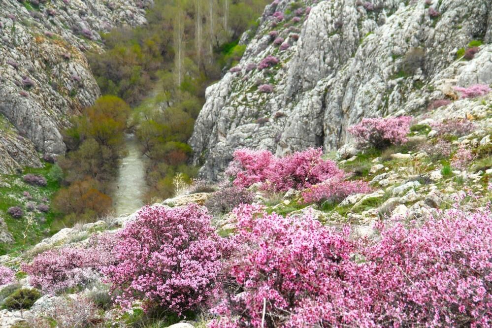 Yabani Badem