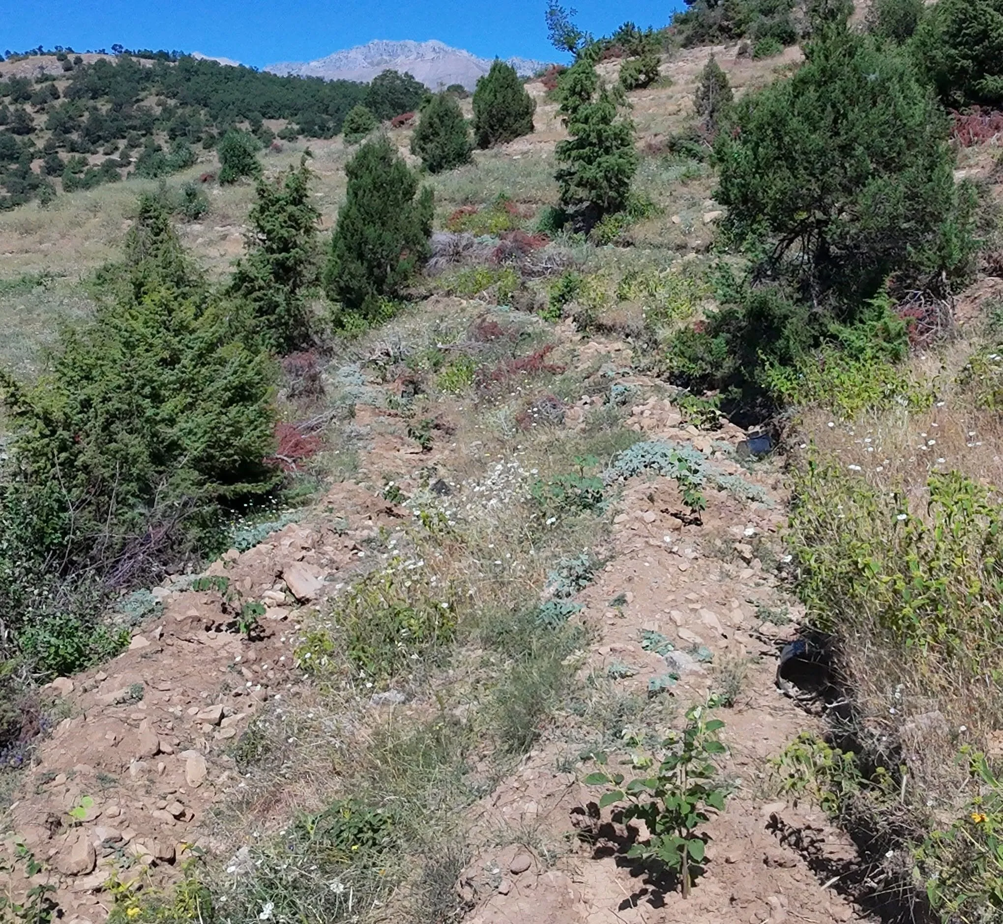 Kahramanmarasta Binlerce Kestane Ve Ihlamur Fidani Dikildi 2