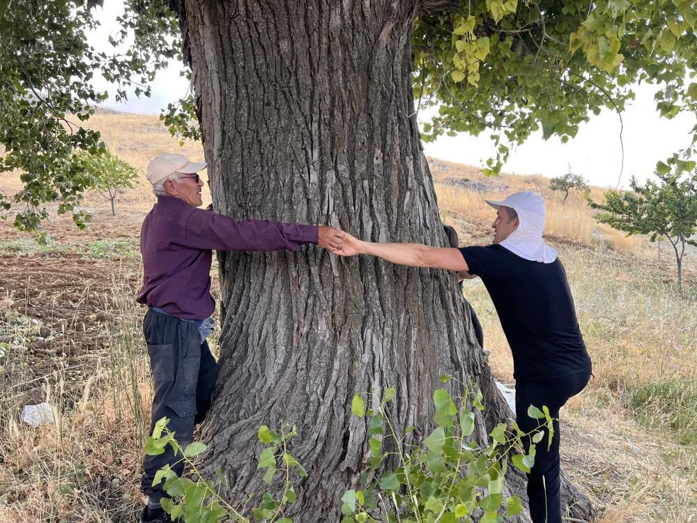 Kahramanmaraş'ta 300 yıllık kavak ağacı