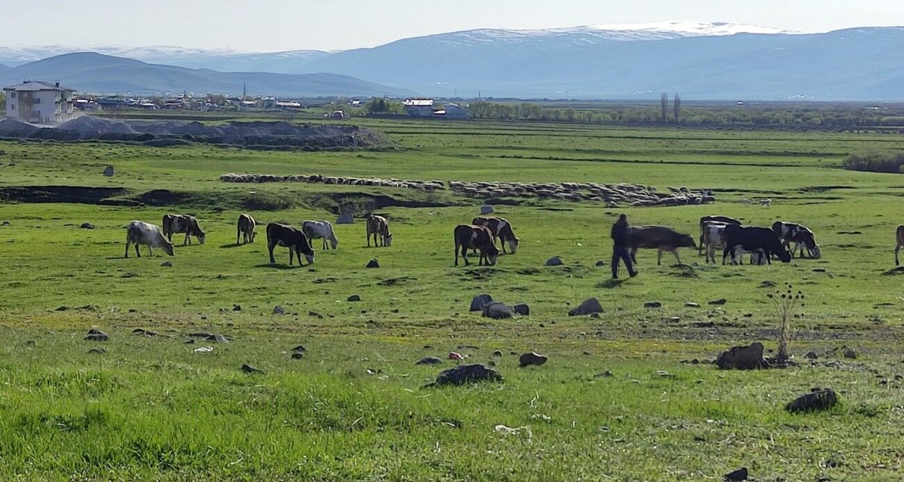 Ardahan Gürçayır Mahallesi'nde Kuduz Virüsü Alarmi