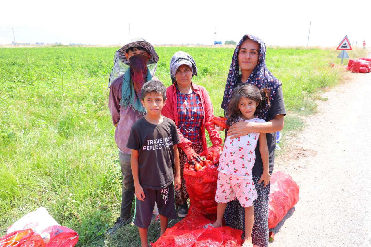 Kahramanmarasin Meshur Biberinde Hasat Basladi Tarlada Fiyati Belli Oldu (2)