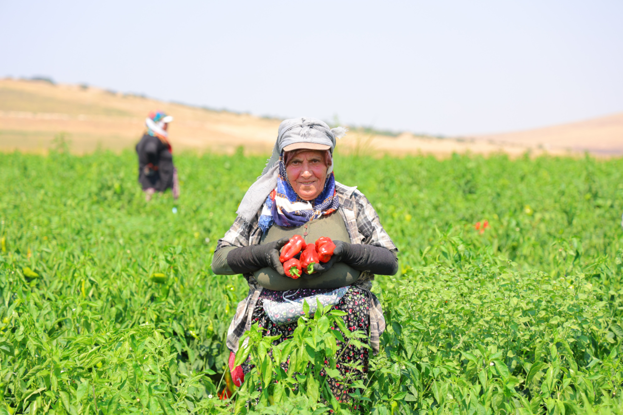 Kahramanmarasin Meshur Biberinde Hasat Basladi Tarlada Fiyati Belli Oldu (3)