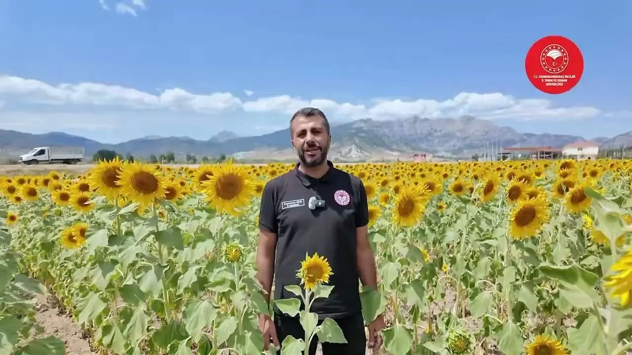 Kahramanmarasta Hasat Basladi Aycicegi Tarlalari Sariya Boyandi (2)