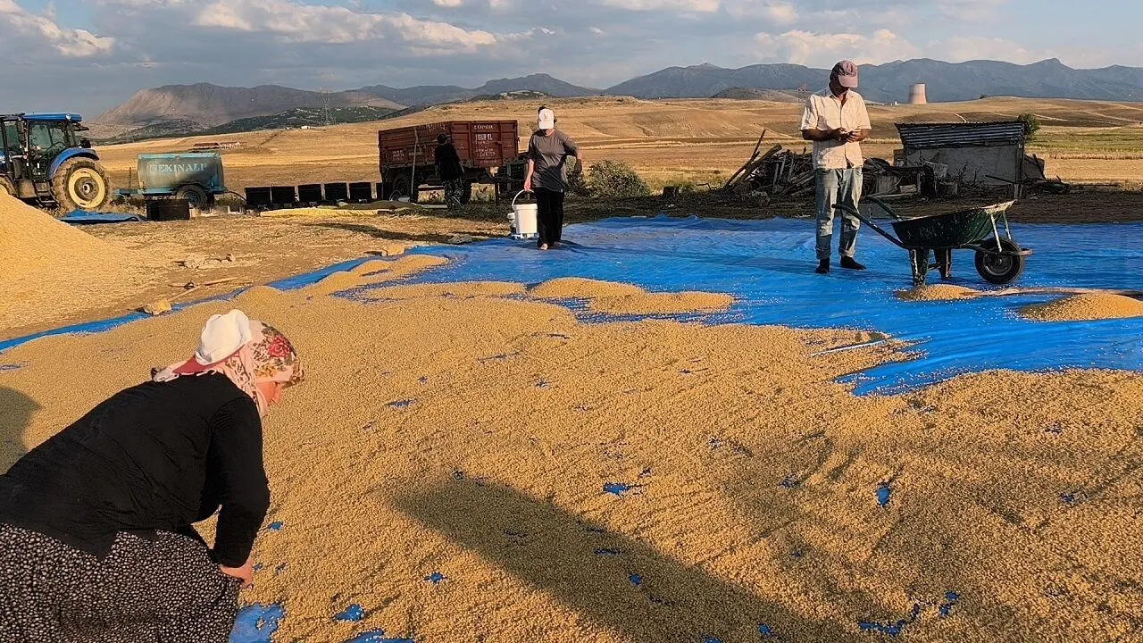 Kahramanmarasta Okuyan Ogrenci Tarlada Calisiyor 2