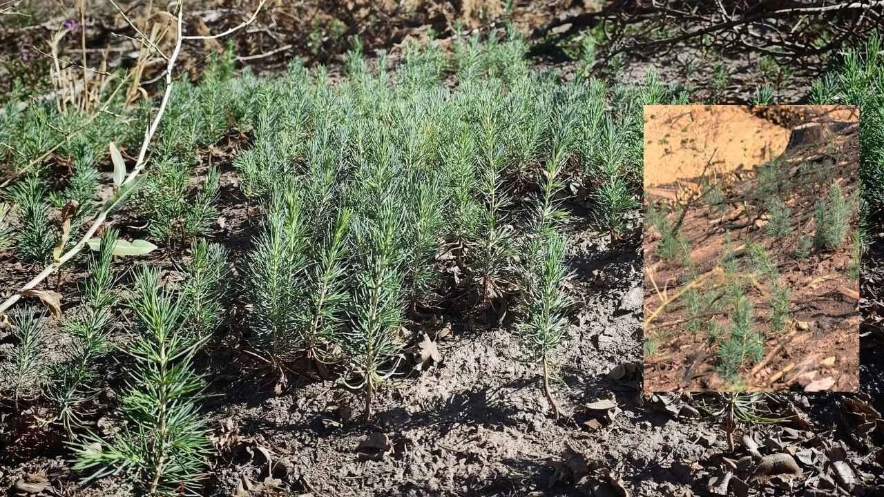 Kahramanmaraş'ta alevlere teslim olan orman küllerinden doğdu