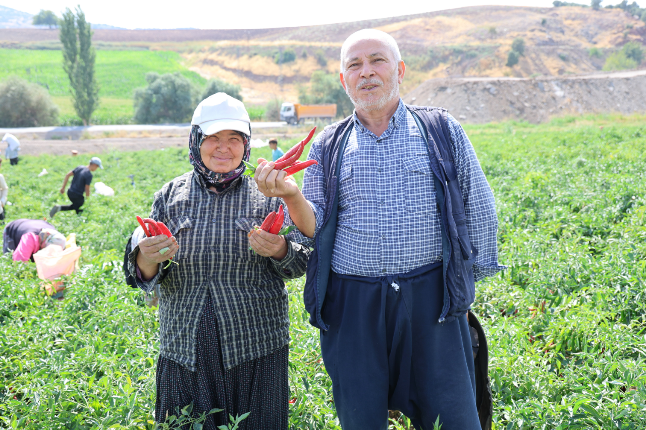 Kahramanmarasta En Aci Hasat Basladi Fabrikada Bambaska Bir Lezzete Donusuyor (7)