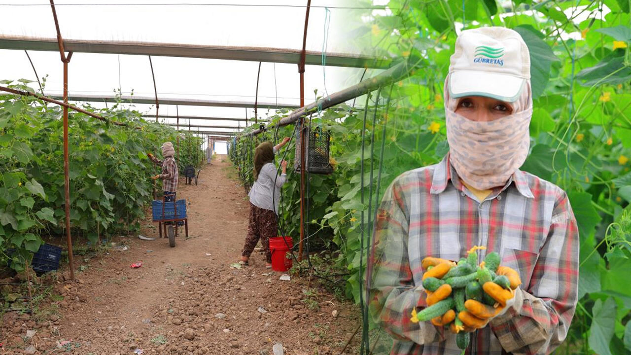 Kahramanmaraş'ta toplamak için çok kısa süreleri var! Tarlada 30 liradan, marketlerde 60 liradan satılıyor