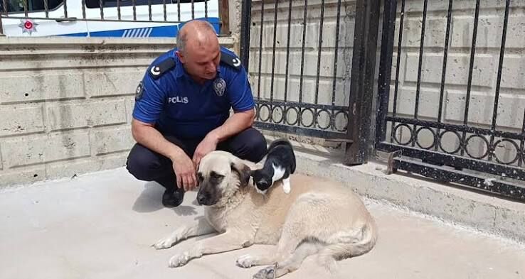 Kedi ve Köpek Arasındaki Ezber Bozan Anne Sevgisi