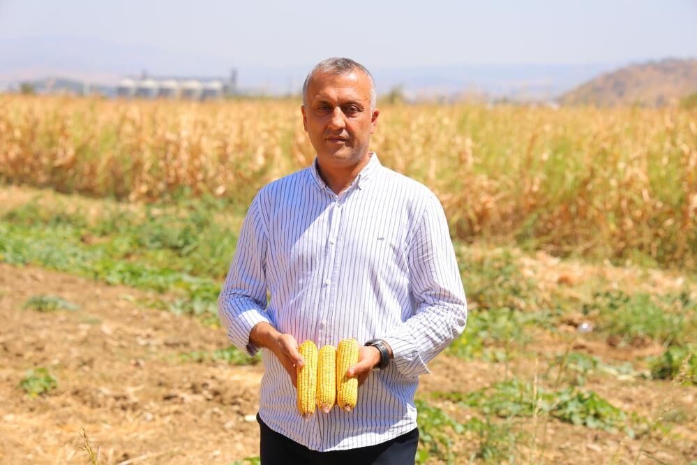 Kahramanmaraş'ta Mısır Hasadı Başladı: Verimde İklim Kaybı
