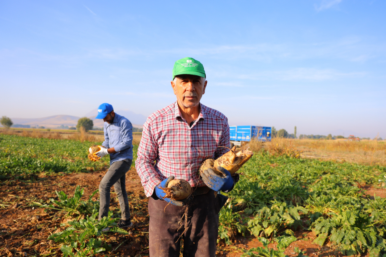 Kahramanmarasta 500 Bin Tonluk Rekolte Heyecani Seker Pancari Hasadi Basladi (2)