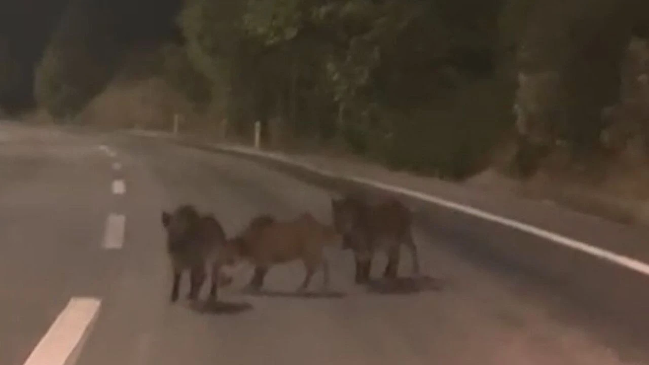 Kahramanmaraş’ta sürücünün karşısına yaban domuzu sürüsü çıktı