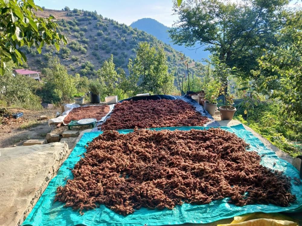 Sumak Hasadi-1